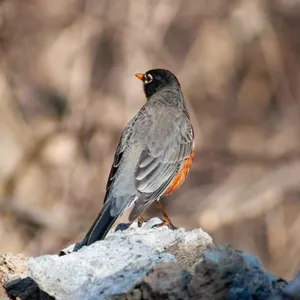A robin, photographed from the back, perched on a rock.
